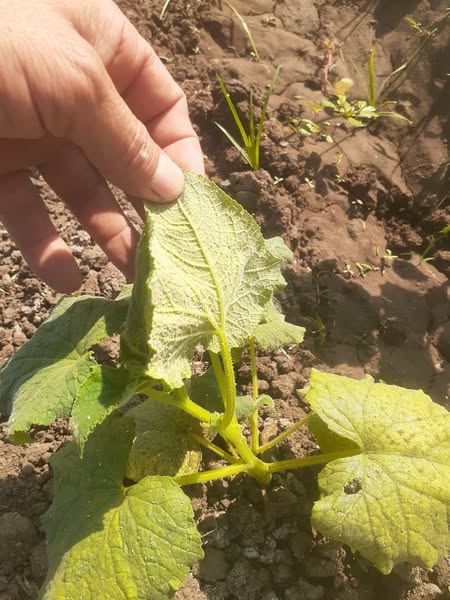 صباح الفل محتاج رش للمرض دا